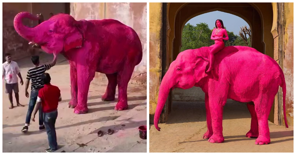 Россиянку обвинили в гибели слона, которого она покрасила в розовый цвет для фотосессии