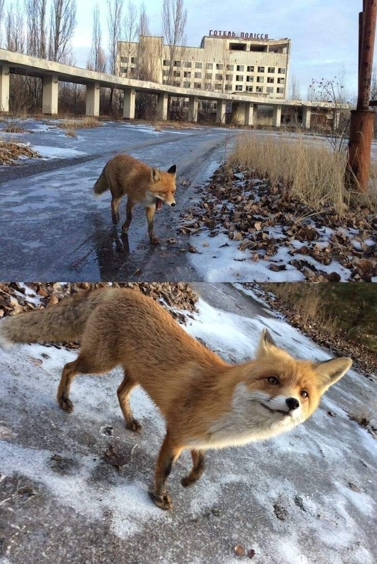Животный мир Чернобыля