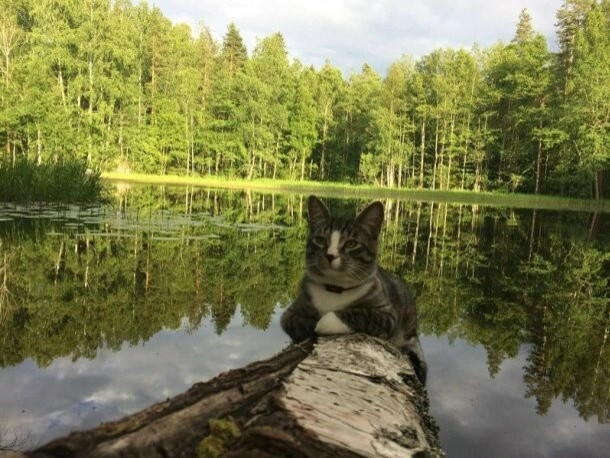 Юлька и Цезарь