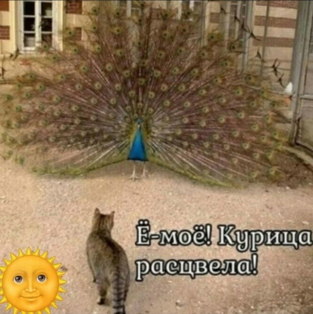 Большая тарелка улыбатора