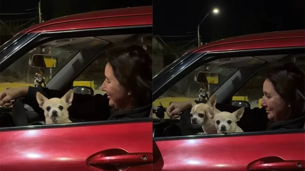 «Там не одна собака»: автомобиль оказался полон чихуахуа