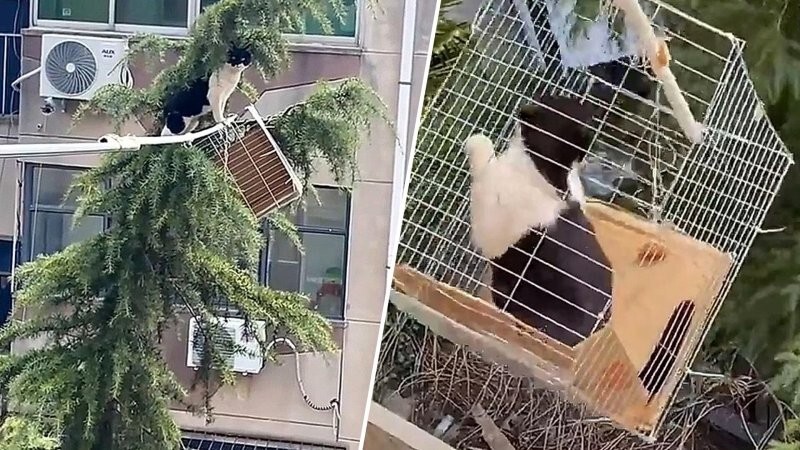 Семья спасла застрявшую кошку с помощью  необычной конструкции