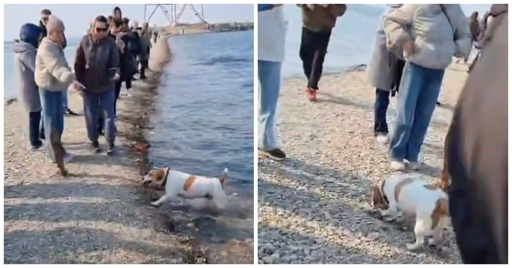 Пёс поймал рыбу