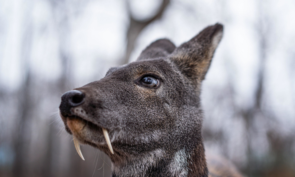 Кабарга: что это за волшебный мускус, из-за которого нехорошие люди изводят зверя?