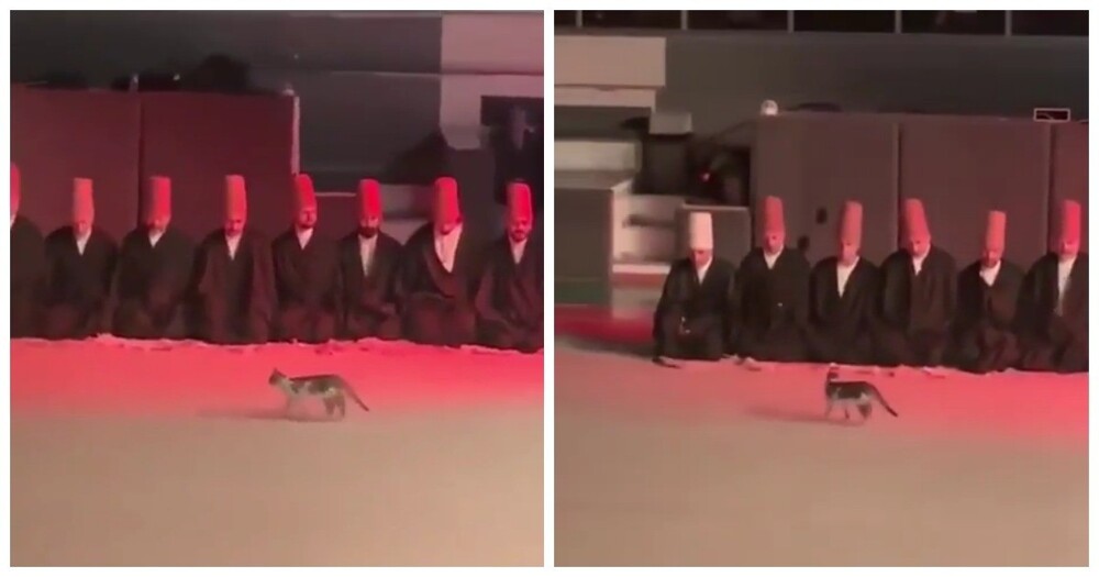Кот на религиозной церемонии