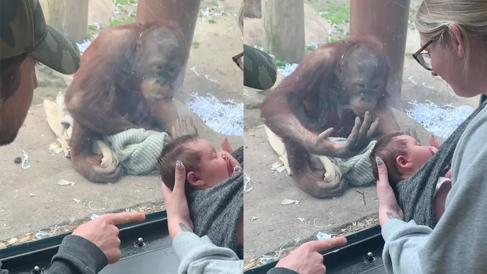 Орангутан очень странно отреагировал на ребёнка