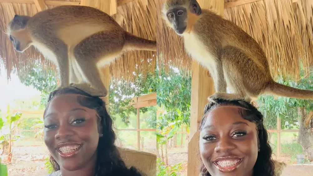 Фото с обезьяной обернулось неожиданностью