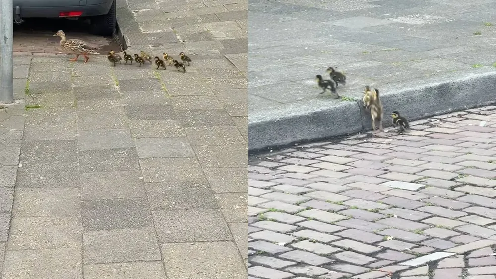 Когда природа вносит свои коррективы