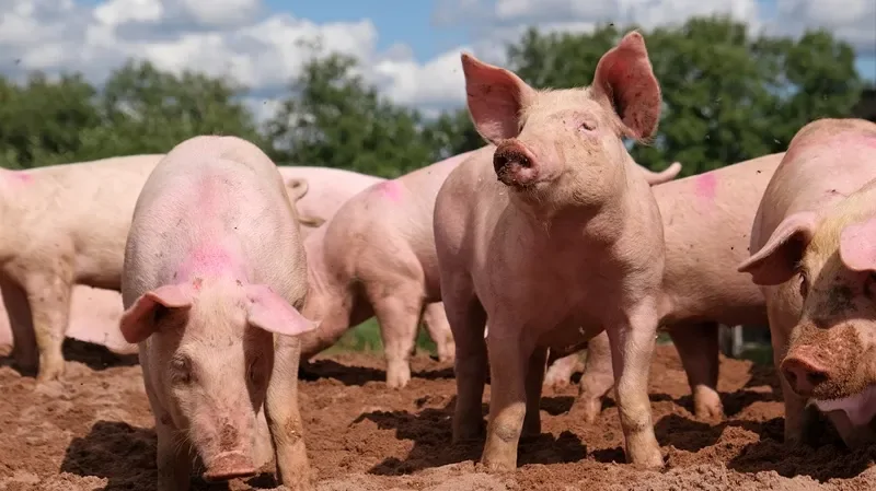 В&nbsp;Эстонии пройдёт соревнование по&nbsp;поросячьему визгу