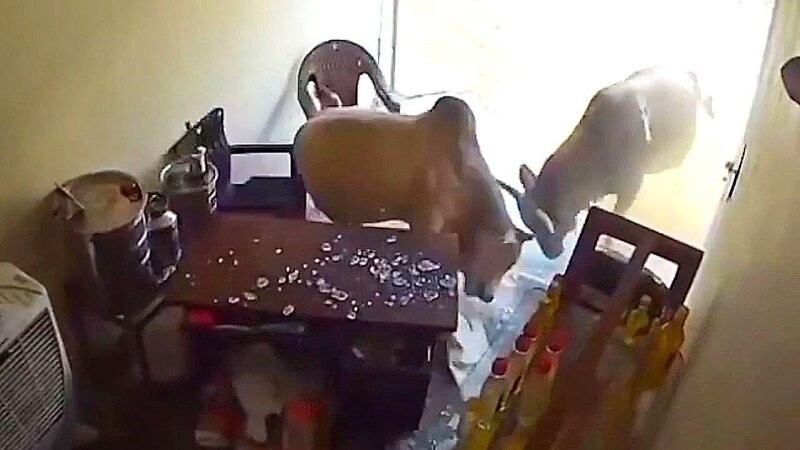 Два быка ворвались в магазин — сотрудник успел укрыться