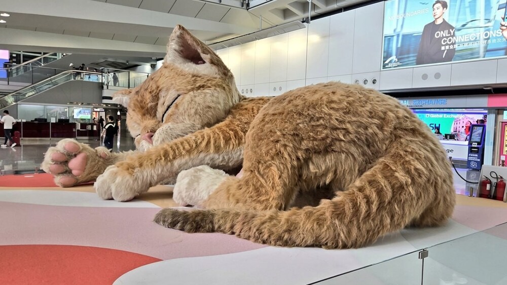 Котзилла: огромный кот в китайском аэропорту