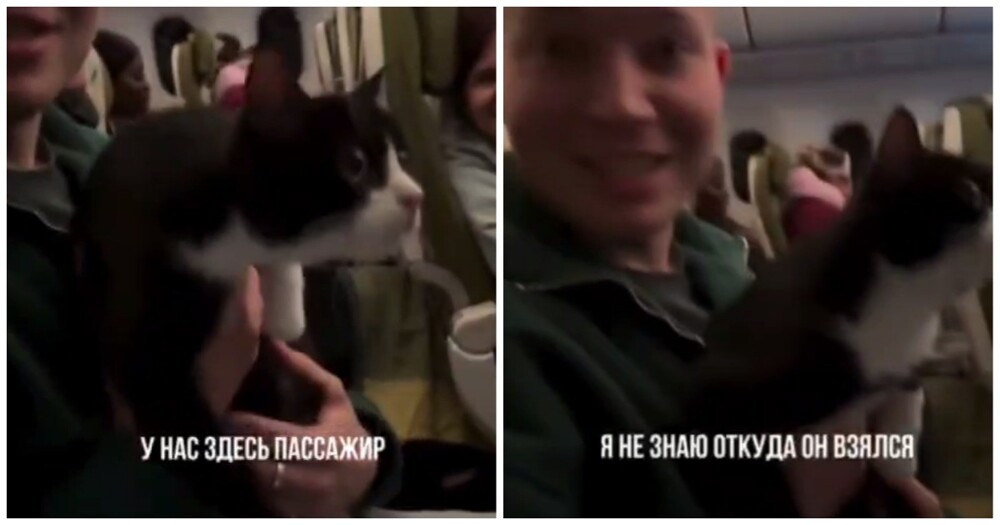 Парень поймал кота, гулявшего по салону самолета
