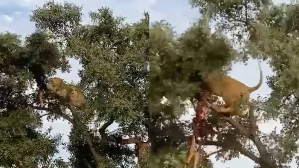 Лев попытался отобрать добычу у леопарда, но всё пошло не по плану