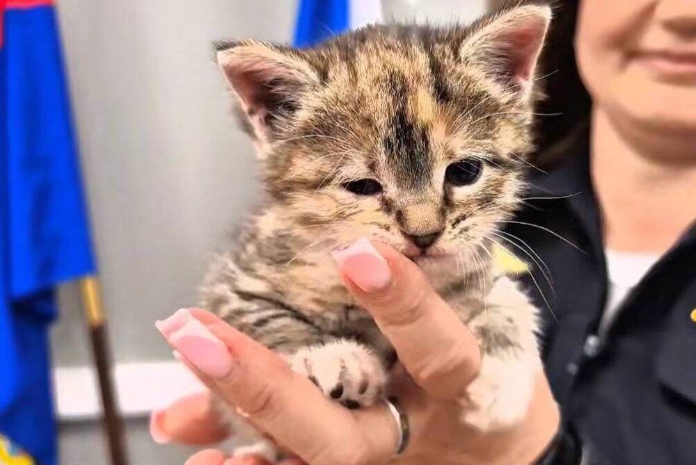 Полицейские спасли котёнка, застрявшего застрявшего между стенами в здании МВД