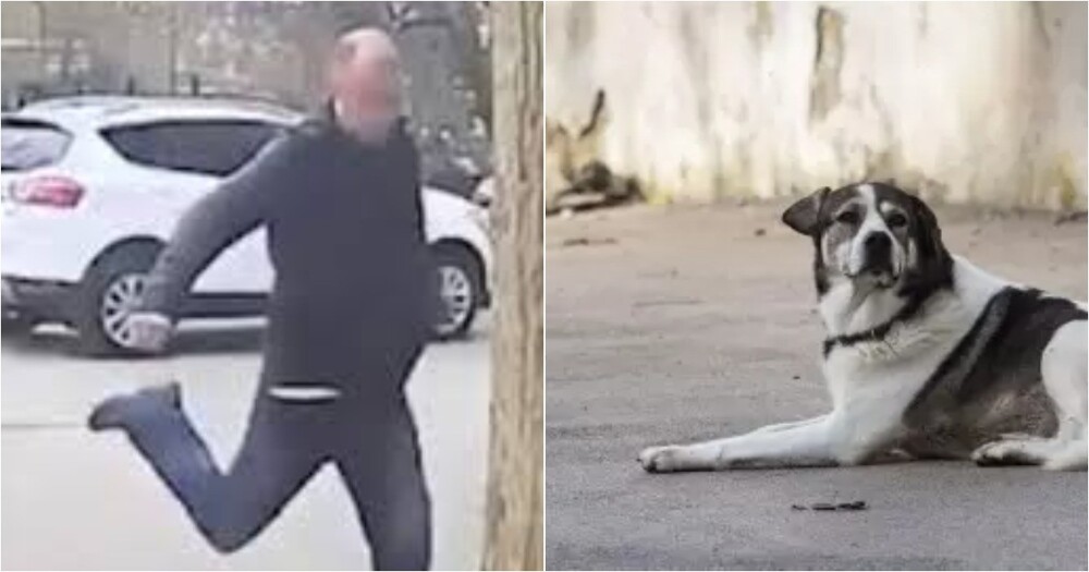 Мужчина пнул спящую собаку в Симферополе