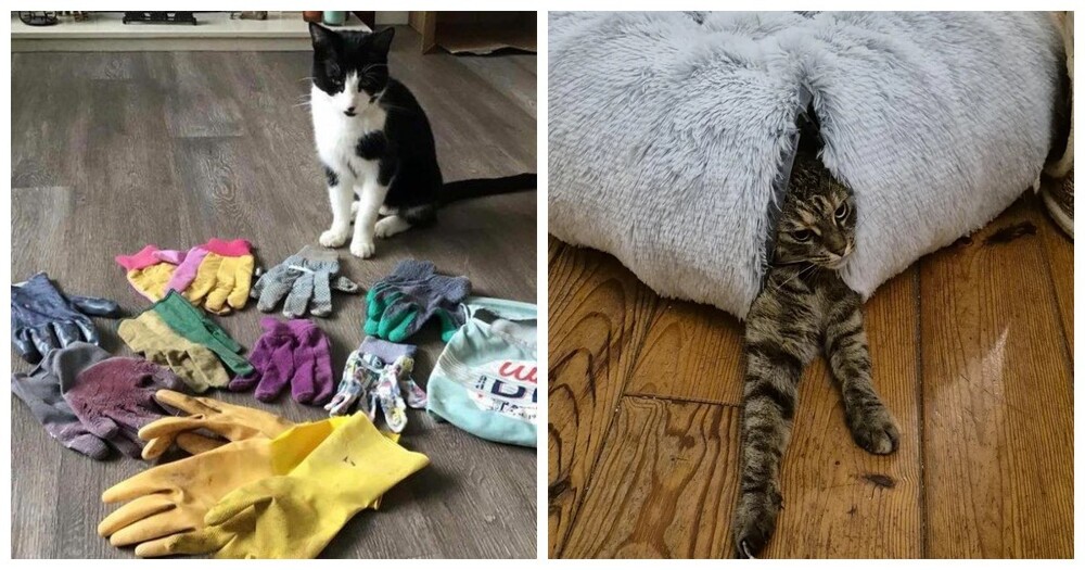 25 фото котов, которые раскрасят яркими красками даже самый пасмурный день