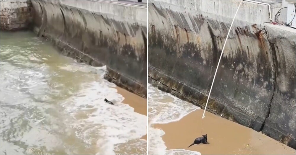 Очевидцы спасли кошку, упавшую в море