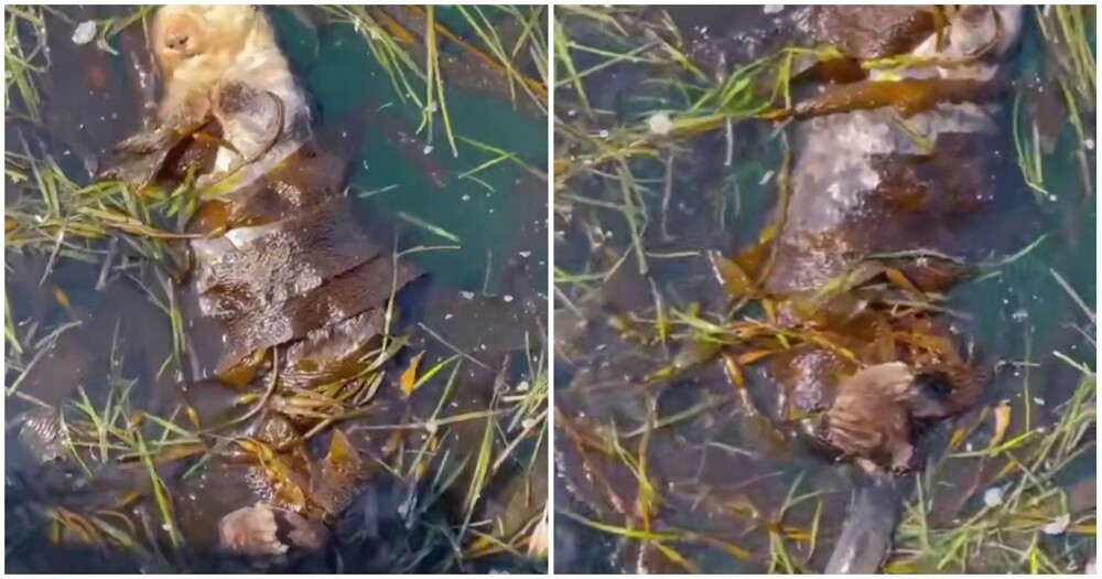 Калан отдыхает в водорослях