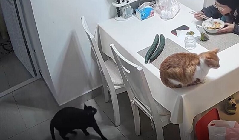Кот испугался огурцов
