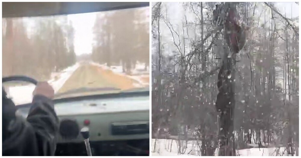 Мишки на дереве