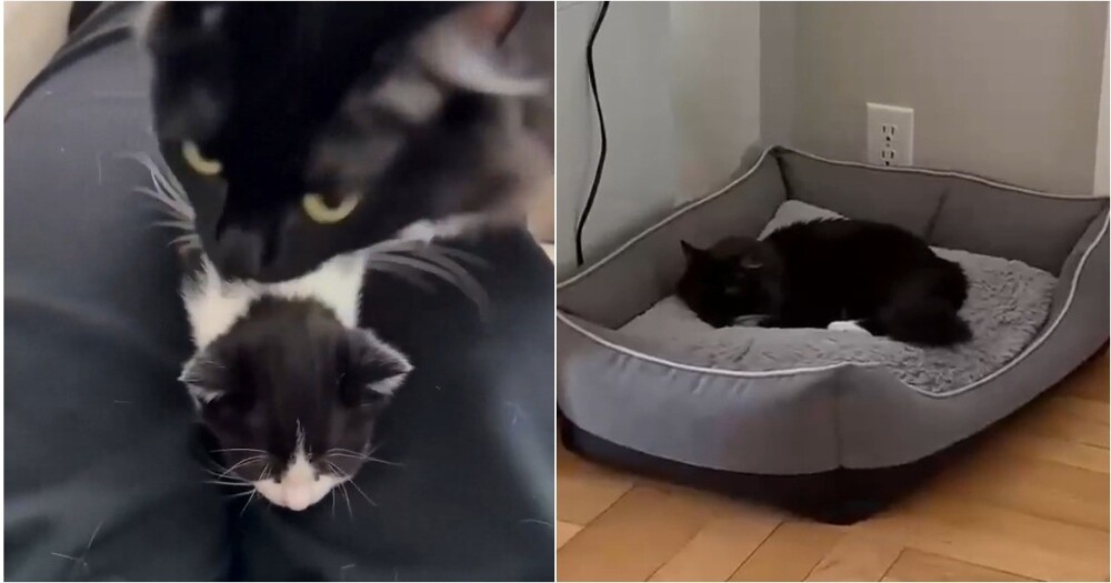 Хитрая кошка «сплавила» котят человеку, чтобы спокойно выспаться