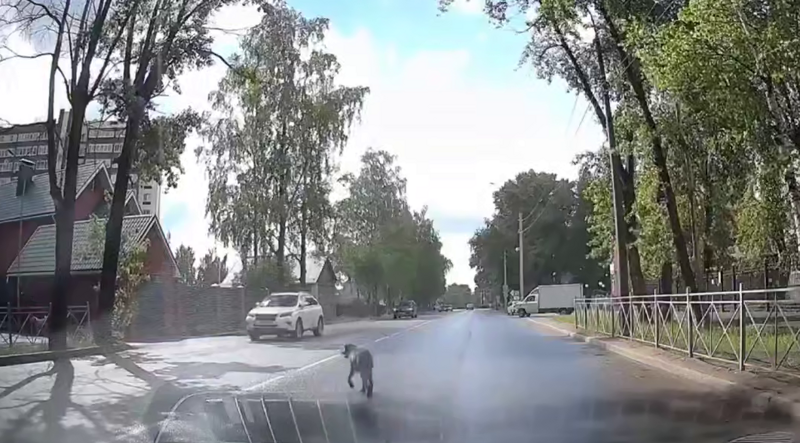 Собака устроила неожиданный «pit stop» прямо перед машиной
