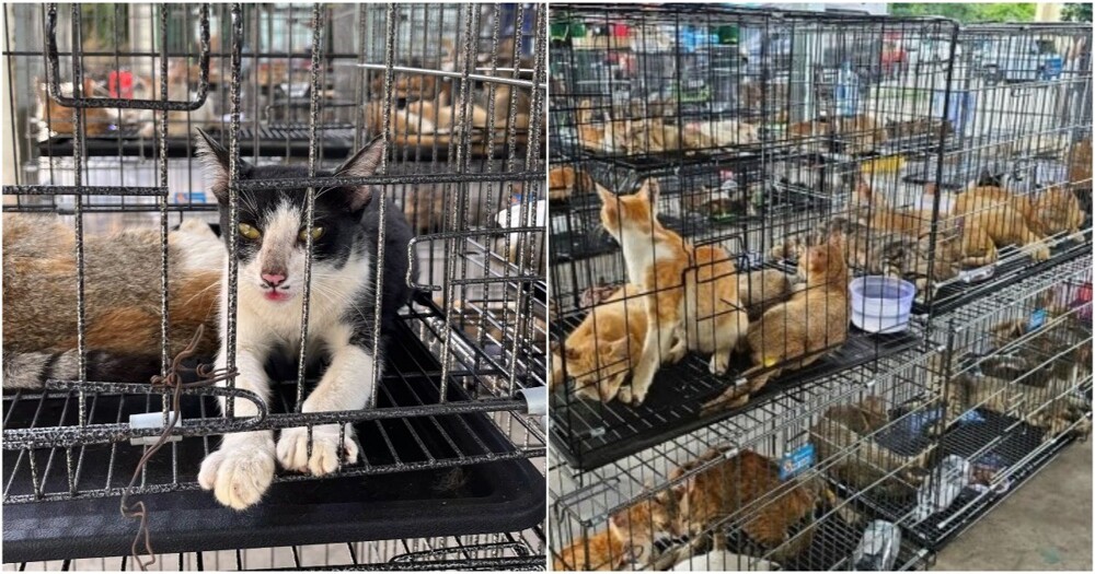 Во Вьетнаме спасли 400 кошек, которых собирались продать на мясо