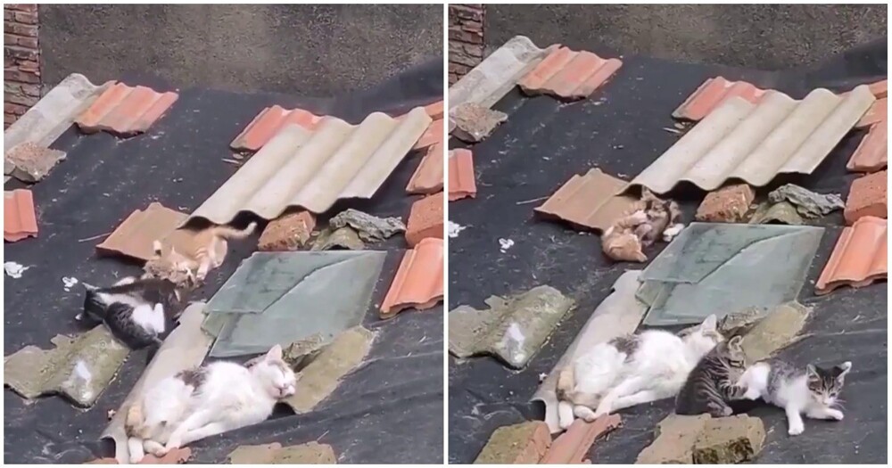 Непоседливые котята