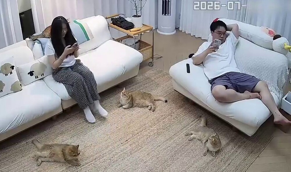 Когда живёшь с несколькими кошками в одном доме