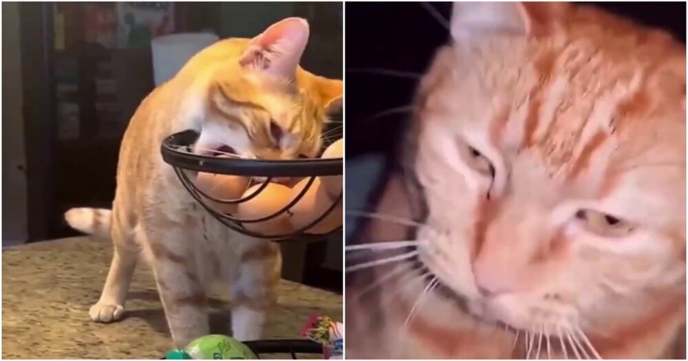 Типичные рыжие коты