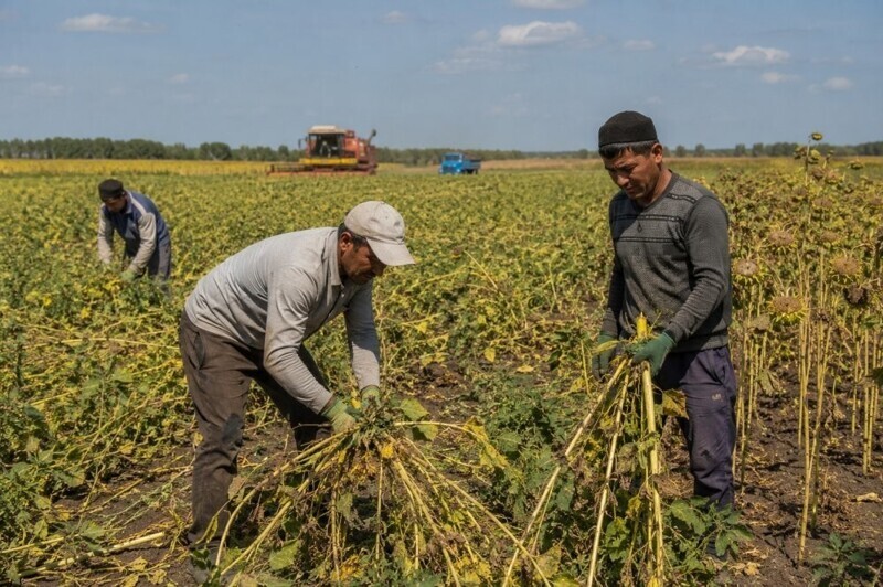 Таджикистан попросит у России землю для выращивания масличных культур