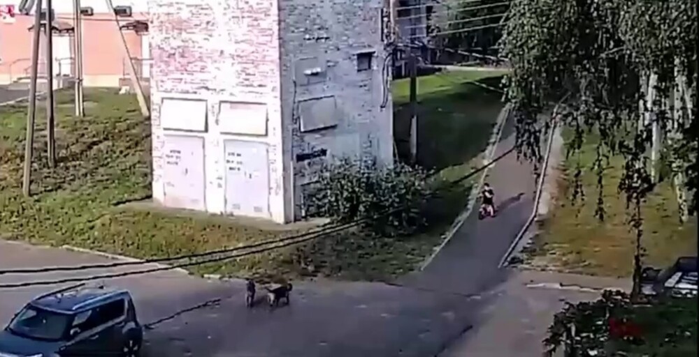 Собаки напали на пятилетнего ребёнка в Подмосковье