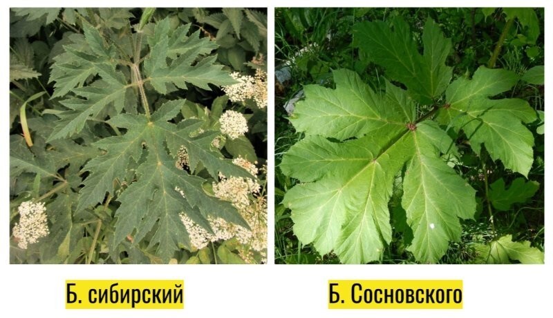 Откуда есть пошли борщи