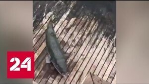 У берегов Турции – нашествие смертельно ядовитых рыб Фугу