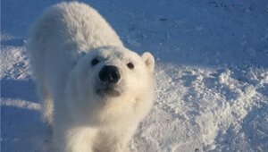 Прошёл 40 километров в поисках людей