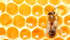 Почему мед из США содержит в себе радиоактивные вещества?