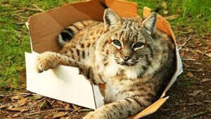 Дикие животные, которые ведут себя как домашние питомцы