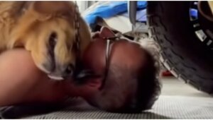 Cобака залезла под машину, чтобы пообниматься cо своим хозяином