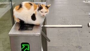 20+ деловых котеек, занятых очень важной работой