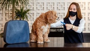 В отелях Hilton собак обслуживают почти как людей