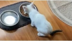 Котенок разговаривает со своей хозяйкой