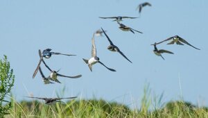 Полет перед ливнем: как птицы своим поведением предвещают дождь?