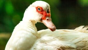 Бесценные друзья человека: животные, за которых платят миллионы