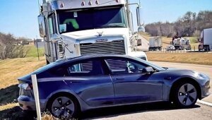 3979857 без кота и жизнь не та и без собаки