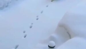 Смешные и добрые видео