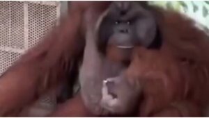 Орангутан решил устроить себе перекур