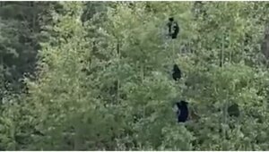 Озорные медвежата решили поиграть на дереве и случайно сломали его