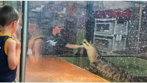 Посетители контактного зоопарка спасли сотрудницу от аллигатора