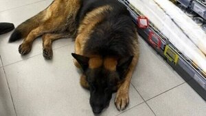 Хатико ждёт своих. В военкомате Подольска пёс потерял хозяина, ушедшего по мобилизации