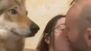 Смешная реакция пса на поцелуи хозяев